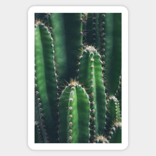 Cactus - Plant Photography Sticker